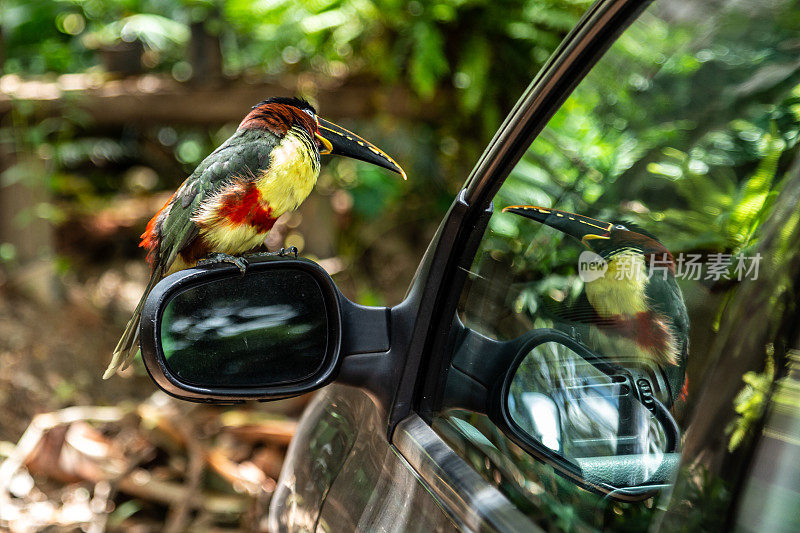 布朗aracari (pteroglossus)。